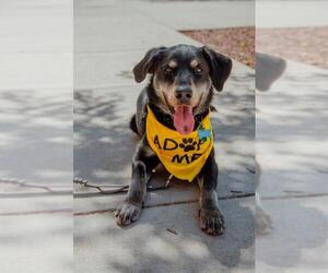 Sheprador Dogs for adoption in Alexandria, VA, USA
