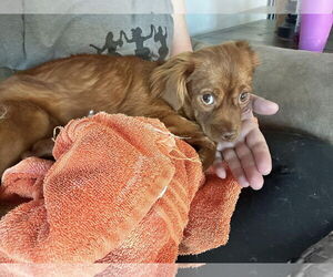 Chiranian Dogs for adoption in Greenville, SC, USA