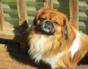 Puppyfinder.com: Pekingese dogs for adoption near me in ...