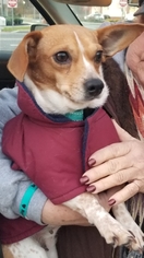 Chiweenie Dogs for adoption in Morganville, NJ, USA