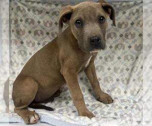 Mutt Dogs for adoption in HESPERIA, CA, USA