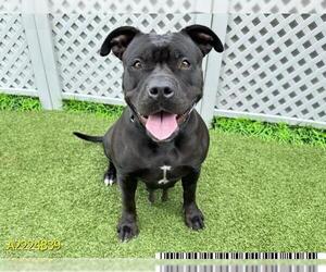 American Pit Bull Terrier Dogs for adoption in West Palm Beach, FL, USA