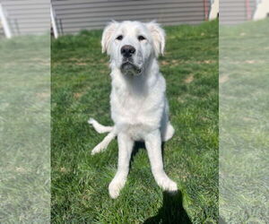 Great Pyrenees Dogs for adoption in Bountiful, UT, USA