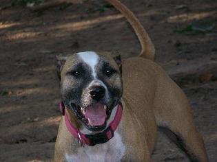 American Pit Bull Terrier Dogs for adoption in Youngsville, LA, USA