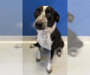Australian Cattle Dog-Border Collie Mix Dogs for adoption in Visalia, CA, USA