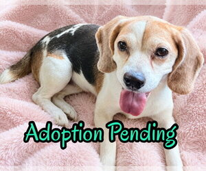 Beagle Dogs for adoption in Dunnellon, FL, USA