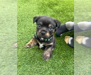 Chipin Dogs for adoption in Plantation, FL, USA