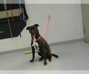 Labrador Retriever-Unknown Mix Dogs for adoption in St. Cloud, FL, USA