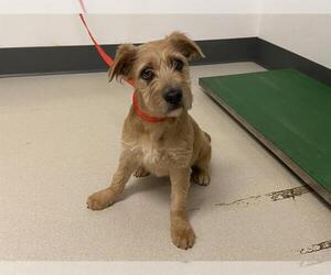 Mutt Dogs for adoption in Corona, CA, USA