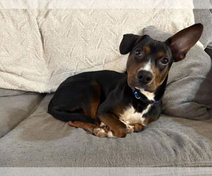 Beagle-German Shepherd Dog Mix Dogs for adoption in Aurora, IN, USA