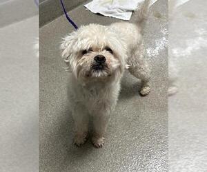 Maltese-Unknown Mix Dogs for adoption in Las Vegas, NV, USA