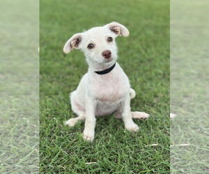 Dachshund-Unknown Mix Dogs for adoption in PIPE CREEK, TX, USA