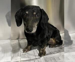 Dachshund Dogs for adoption in Bakersfield, CA, USA