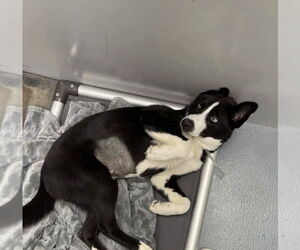 Bearded Collie-Unknown Mix Dogs for adoption in Kankakee, IL, USA