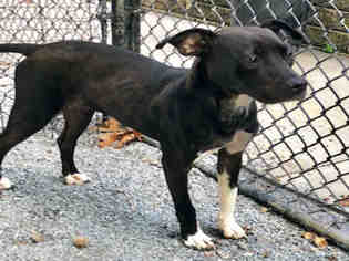 Staffordshire Bull Terrier Dogs for adoption in Atlanta, GA, USA