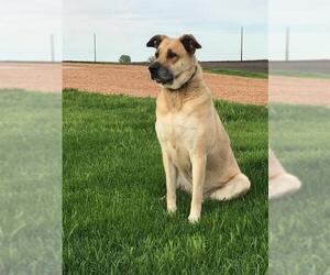German Shepherd Dog Dogs for adoption in Albertville, MN, USA