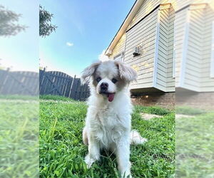 Pekingese-Unknown Mix Dogs for adoption in Raleigh, NC, USA