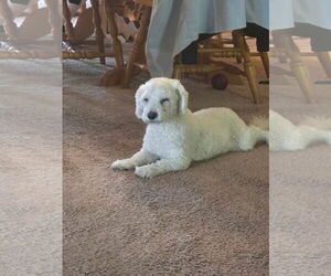 Bichon Frise-Unknown Mix Dogs for adoption in Jackson, NJ, USA