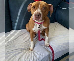 Mutt Dogs for adoption in Woodbury, NY, USA