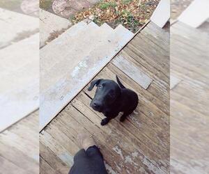 American Pit Bull Terrier-Labrador Retriever Mix Dogs for adoption in Ogden, UT, USA