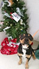 Rottweiler Dogs for adoption in Camden, TN, USA