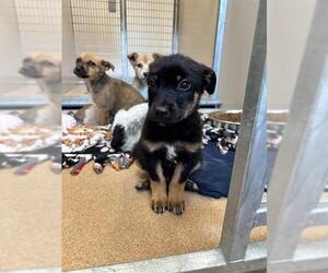 Mutt Dogs for adoption in Frisco, CO, USA