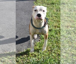 American Pit Bull Terrier Dogs for adoption in Kingsland, GA, USA