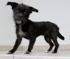Chussel Dogs for adoption in Eden Prairie, MN, USA
