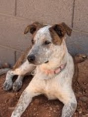 Border Collie-Unknown Mix Dogs for adoption in Phoenix, AZ, USA