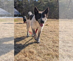 Mutt Dogs for adoption in Garden City, NY, USA