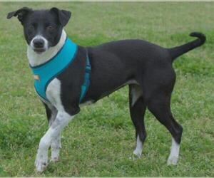 Border Collie-Unknown Mix Dogs for adoption in Longview, TX, USA