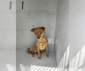 Chihuahua-Unknown Mix Dogs for adoption in Houston, TX, USA