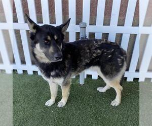 German Shepherd Dog-Unknown Mix Dogs for adoption in Modesto, CA, USA