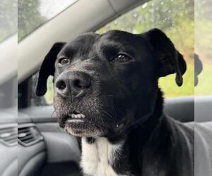 Labrador Retriever-Unknown Mix Dogs for adoption in Yardley, PA, USA