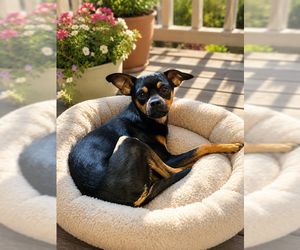 Chiweenie Dogs for adoption in MIDWAY, UT, USA