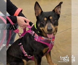 Mutt Dogs for adoption in Washington, DC, USA