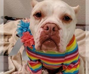 Free-Lance Bulldog Dogs for adoption in Las Vegas, NV, USA