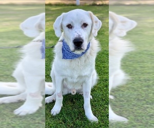 Great Pyrenees Dogs for adoption in San Diego, CA, USA