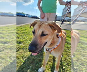 Mutt Dogs for adoption in Mundelein, IL, USA