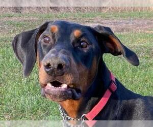Doberman Pinscher Dogs for adoption in Cookeville, TN, USA