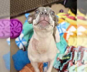 Mutt Dogs for adoption in Fort Wayne, IN, USA