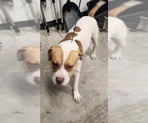 American Pit Bull Terrier-Unknown Mix Dogs for adoption in Temple, TX, USA