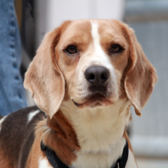 Medium Photo #1 Beagle Puppy For Sale in Waco, TX, USA