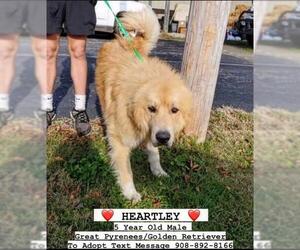 Golden Pyrenees Dogs for adoption in Bridgewater, NJ, USA