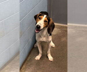 Mutt Dogs for adoption in Evansville, IN, USA