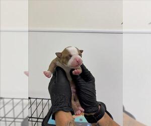 American Pit Bull Terrier-Unknown Mix Dogs for adoption in San Bernardino, CA, USA