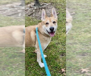 German Shepherd Dog-Unknown Mix Dogs for adoption in Sacramento, CA, USA