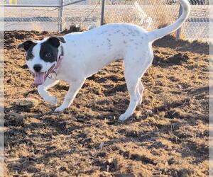 American Pit Bull Terrier-Unknown Mix Dogs for adoption in Denver, CO, USA