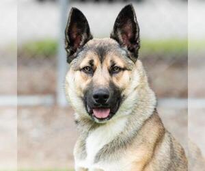 German Shepherd Dog-Unknown Mix Dogs for adoption in Camarillo, CA, USA