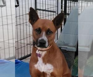 Carolina Dog Dogs for adoption in Dalzell, SC, USA